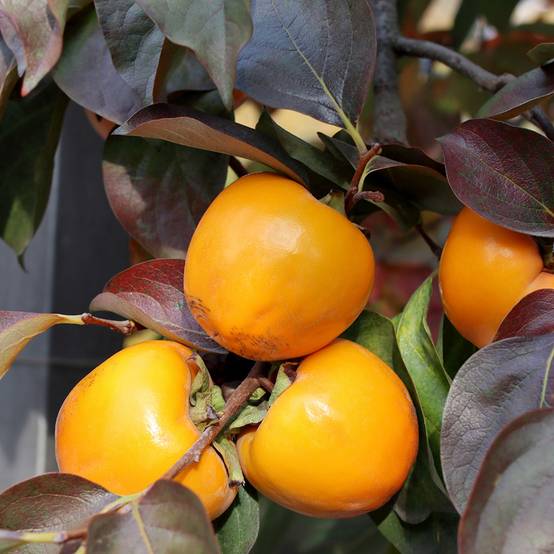 Promesse de Fleurs - Plaqueminier, Kaki - Diospyros kaki Ragno Pot de 12L/15L, Demi-Tige