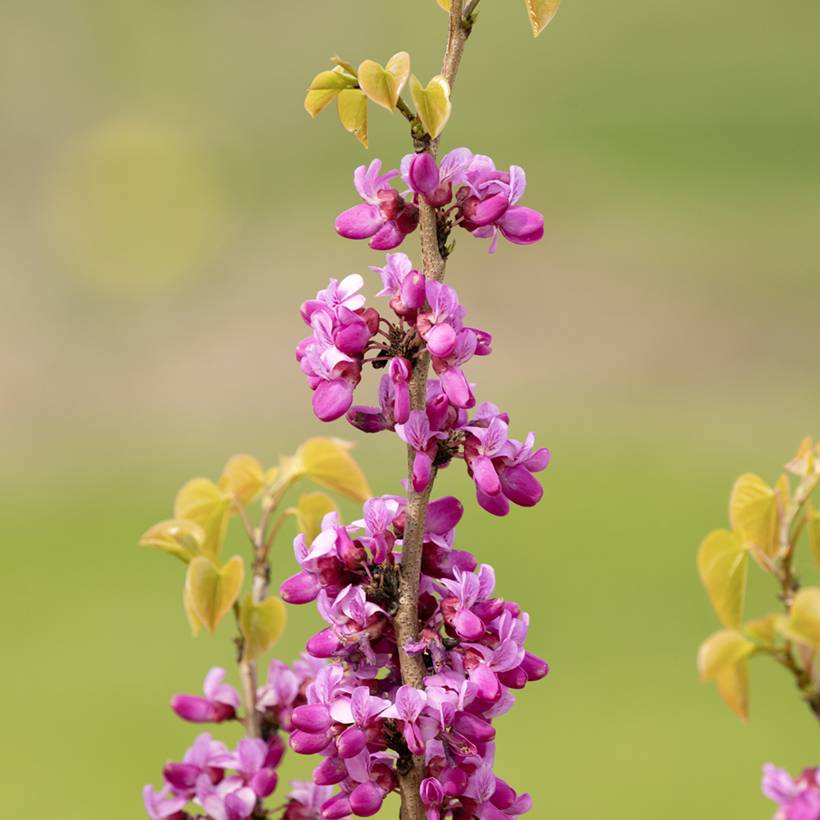 Cercis siliquastrum - Arbre de Judée Pot de 12 cm / 13 cm, Baliveau