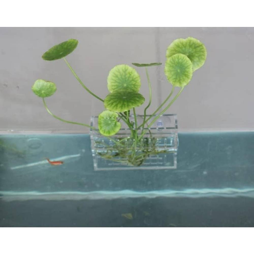 Réservoir de Poissons pour Aquarium DtopbuyAge - Image 4