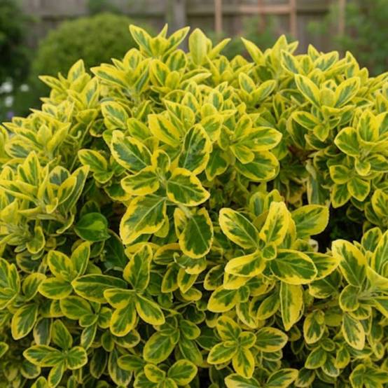 Fusain du Japon Aureomarginatus, Euonymus - Pot de 3L - 40/60 cm - Image 3