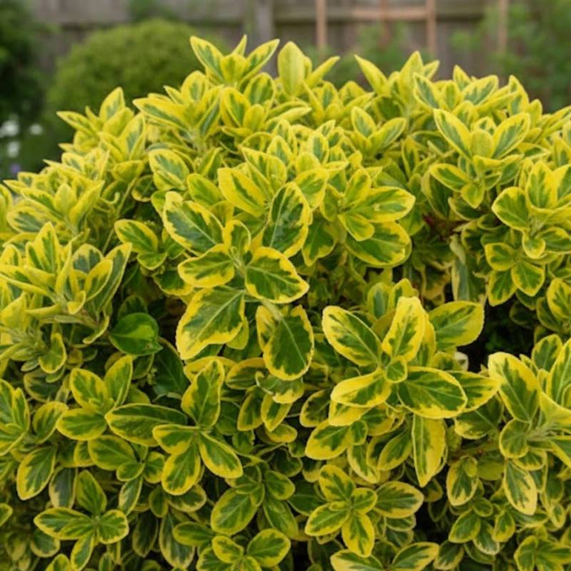 Fusain du Japon Aureomarginatus, Euonymus - Pot de 3L - 40/60 cm - Imagen 3