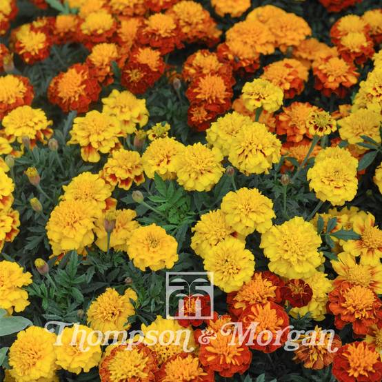 Graines d'Oeillet d'Inde Boy O Boy Mixed - Tagetes patula le sachet de 100 graines environ (0,4g)