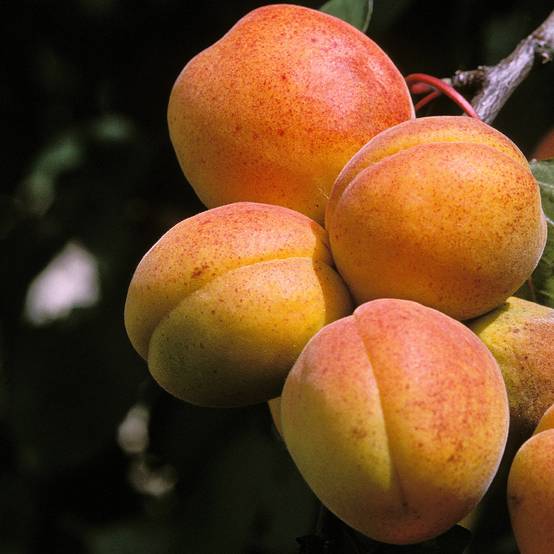 Promesse de Fleurs - Abricotier - Prunus armeniaca Peche de Nancy Pot de 7,5L/10L, Demi-Tige