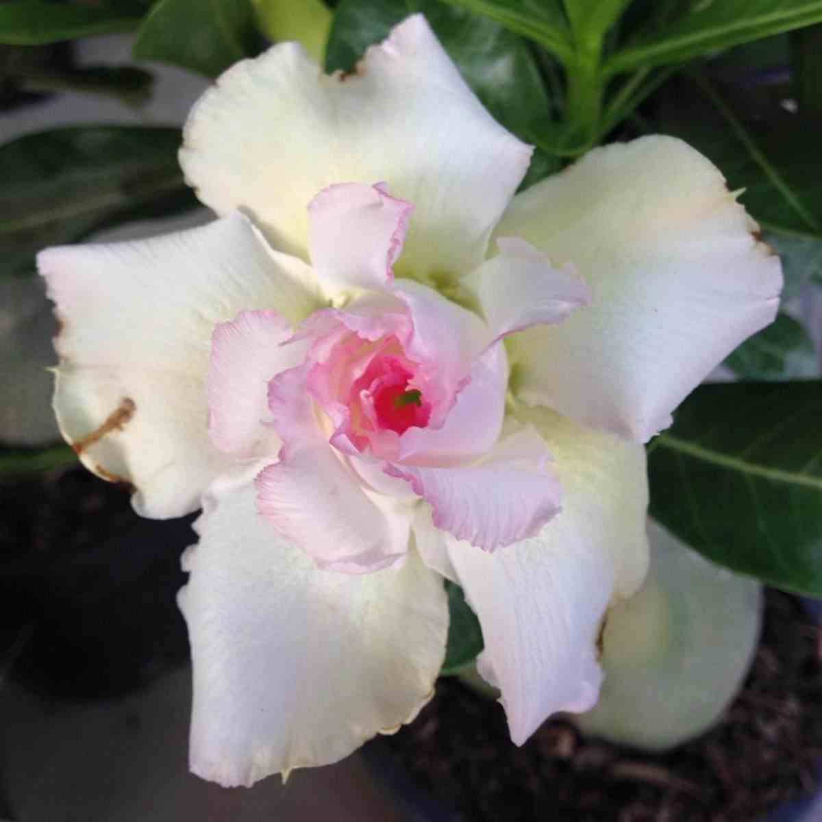 Sans Marque - Adenium obesum cv.Tivanon Blanc Couleur floraison:blanc et rose - Taille:Caudex d'environ 150g