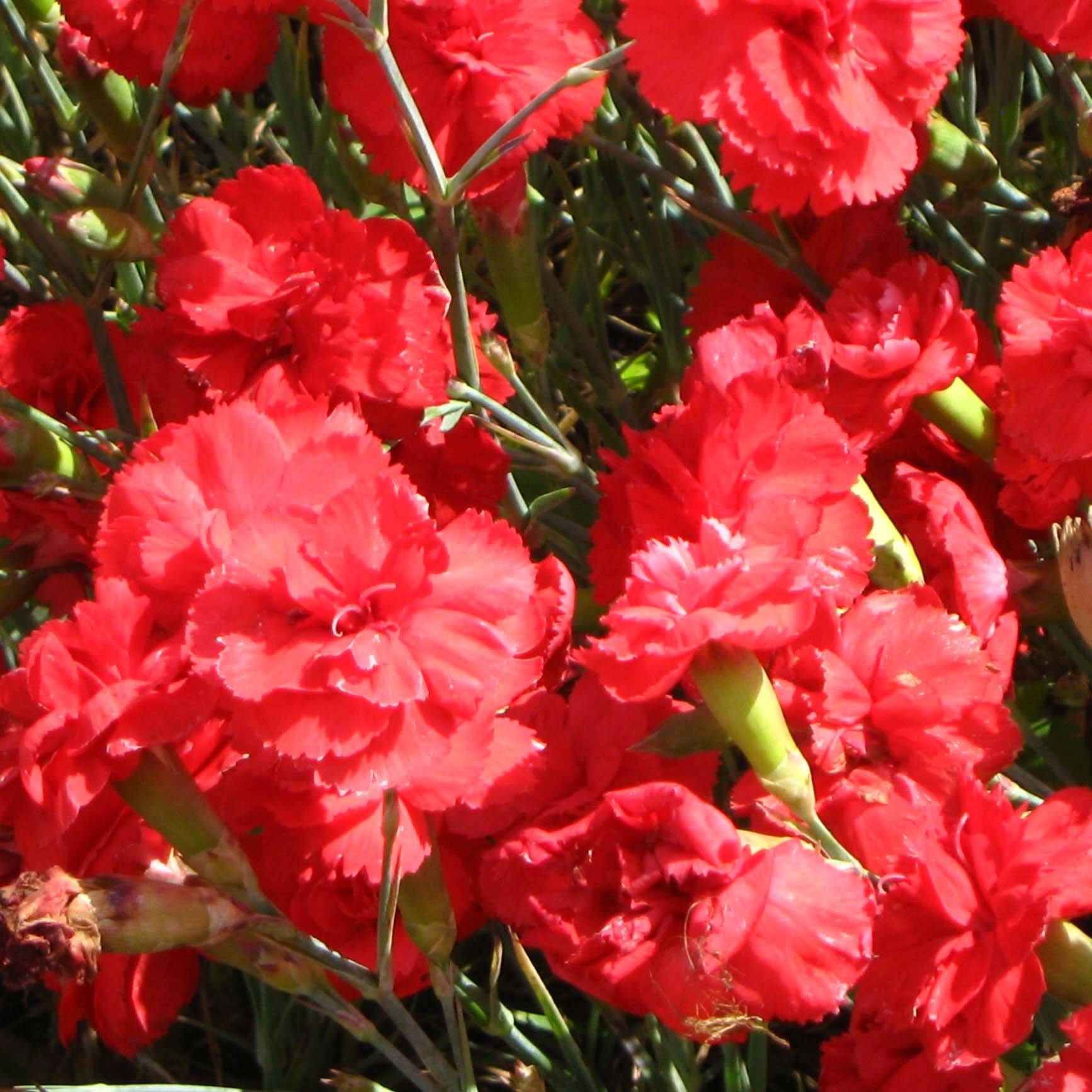 Dianthus plumarius David - Oeillet mignardise rouge vif. Godet de 8/9 cm