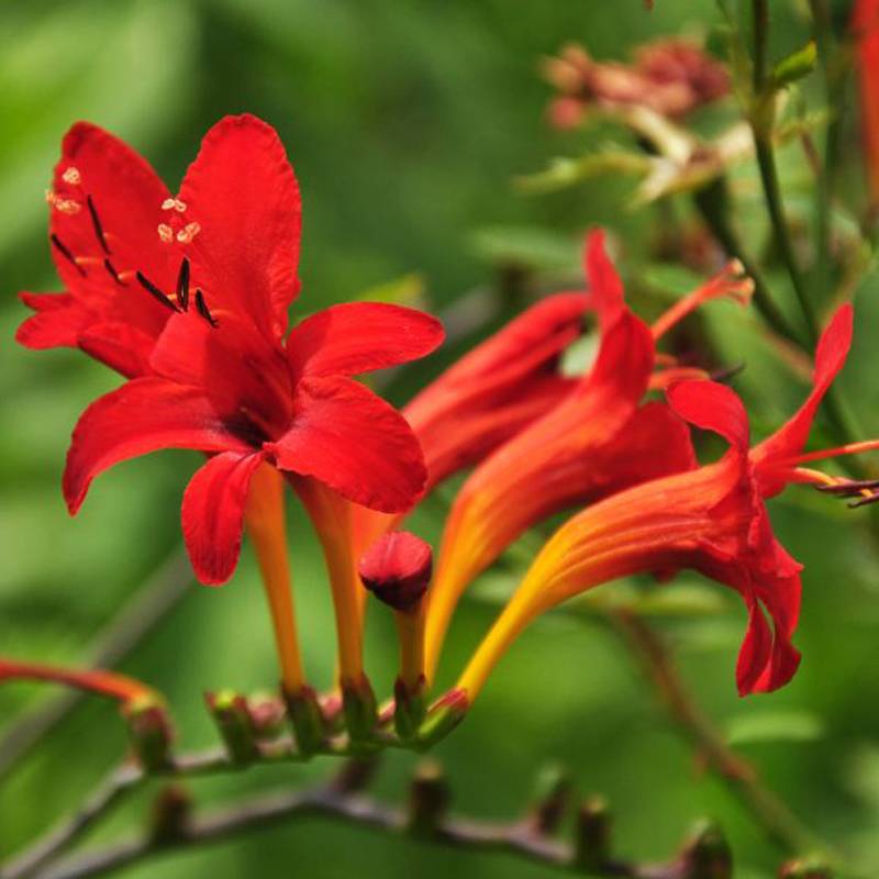 Crocosmia masoniorum - Montbretia orange vif Godet de 8/9 cm calibre 8/10