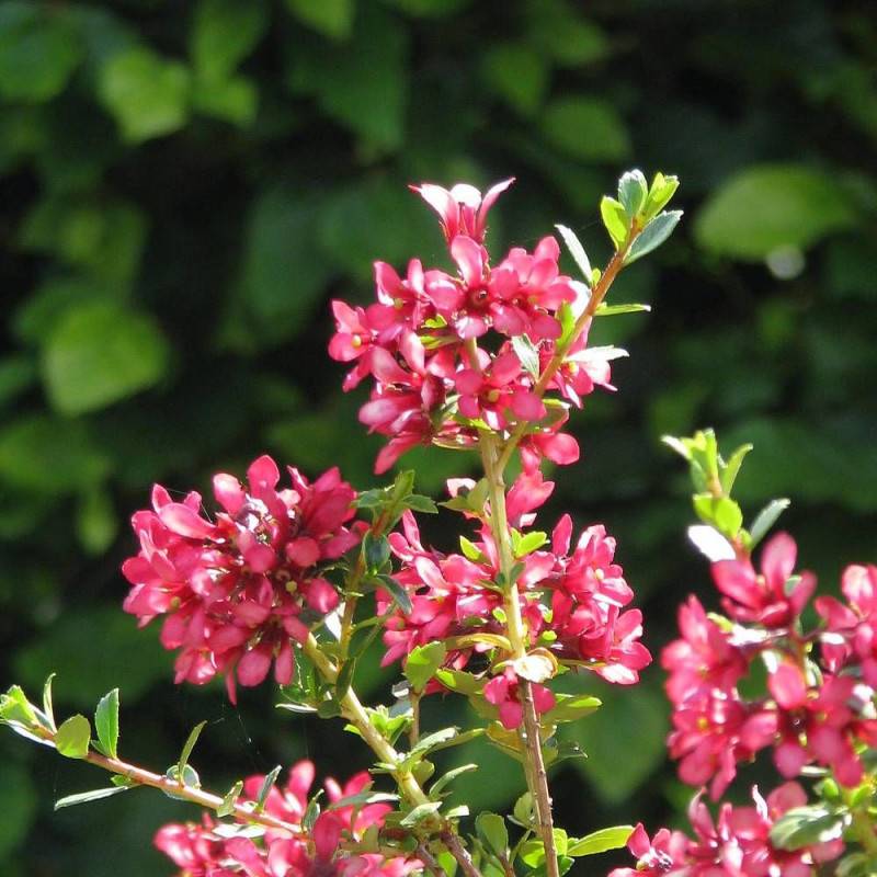 Escallonia Pink Elle - Arbuste nain à floraison estivale rose et blanche