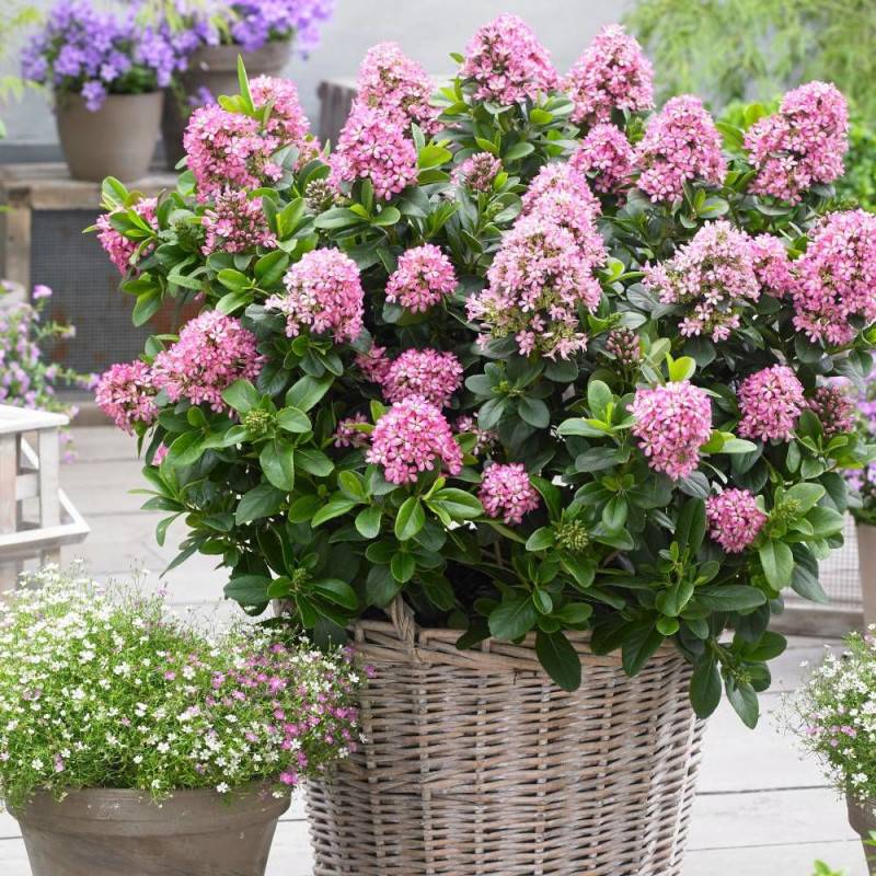 Escallonia Pink Elle® 'Lades' à fleurs Rose/ - feuillage Persistant - Pot de 7,5L - 60/80 cm