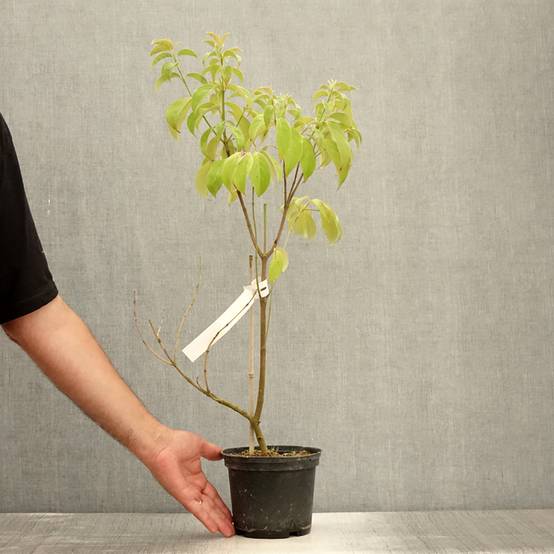 Cornus angustata Empress of China - Cornouiller chinois Pot de 2L/3L - Image 2