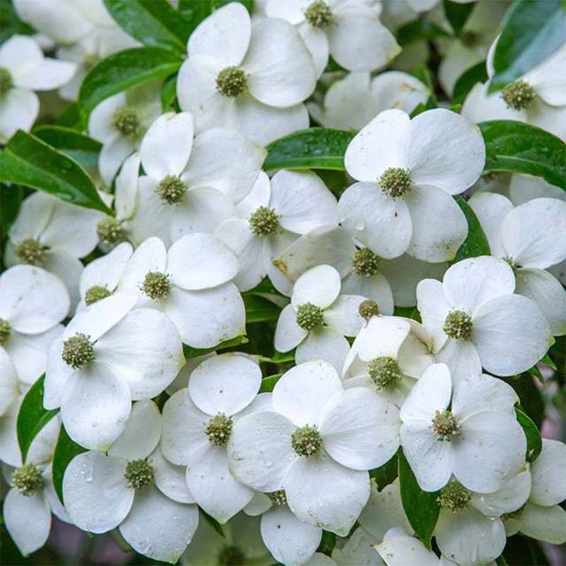 Cornus angustata Empress of China - Cornouiller chinois Pot de 2L/3L - Image 1