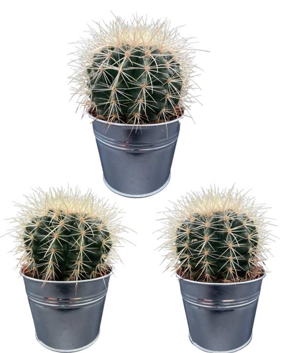 La Green Touch - Trio de Cactus Echinocactus Grusonii en Pot de Zinc- La Green Touch - Image 1