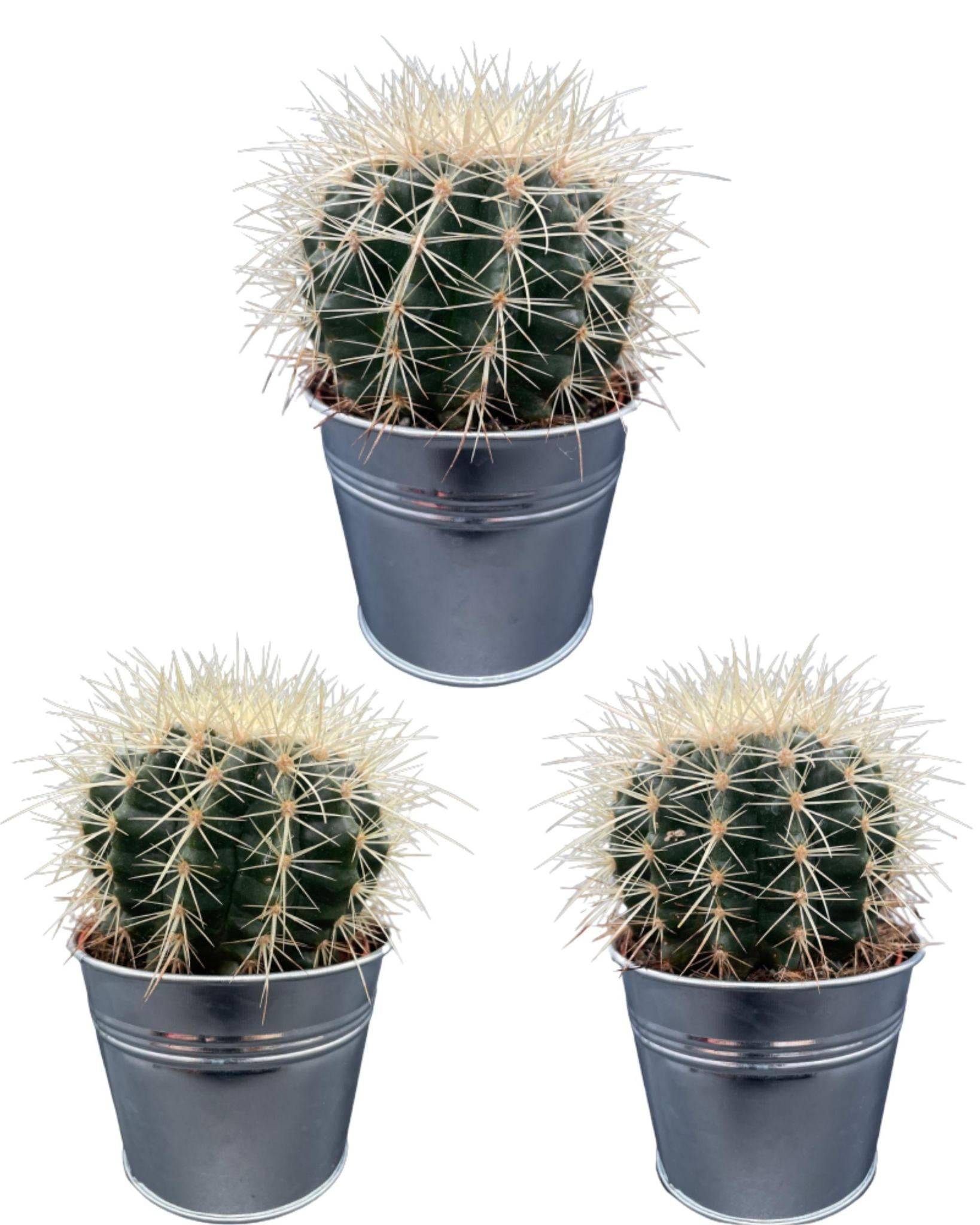 La Green Touch - Trio de Cactus Echinocactus Grusonii en Pot de Zinc- La Green Touch