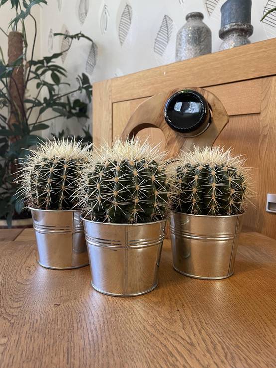 La Green Touch - Trio de Cactus Echinocactus Grusonii en Pot de Zinc- La Green Touch - Image 2