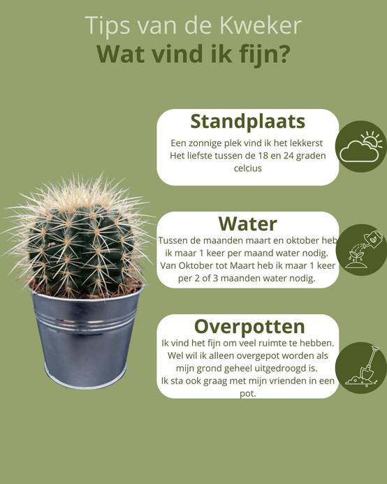 La Green Touch - Trio de Cactus Echinocactus Grusonii en Pot de Zinc- La Green Touch - Image 5