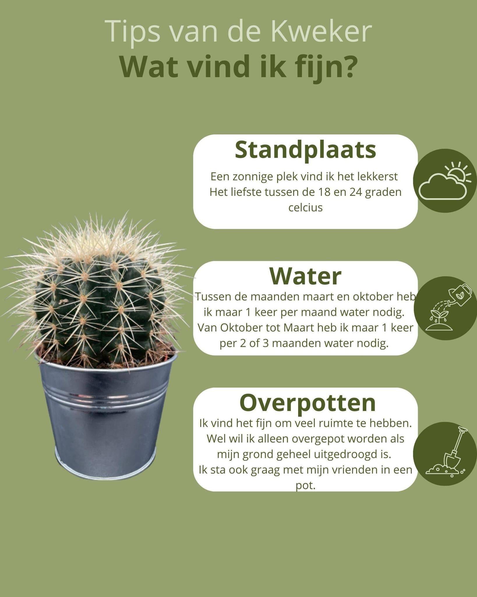 La Green Touch - Trio de Cactus Echinocactus Grusonii en Pot de Zinc- La Green Touch - Image 5