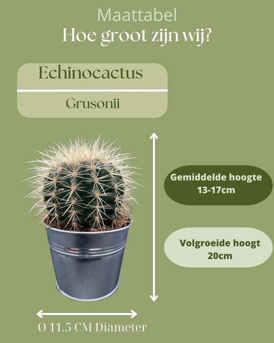 La Green Touch - Trio de Cactus Echinocactus Grusonii en Pot de Zinc- La Green Touch - Image 4