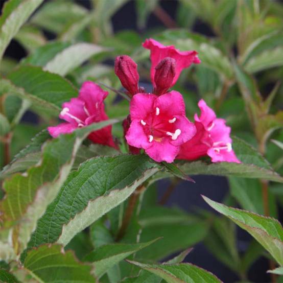 Weigela florida Bristol Ruby Pot de 2L/3L - Image 1