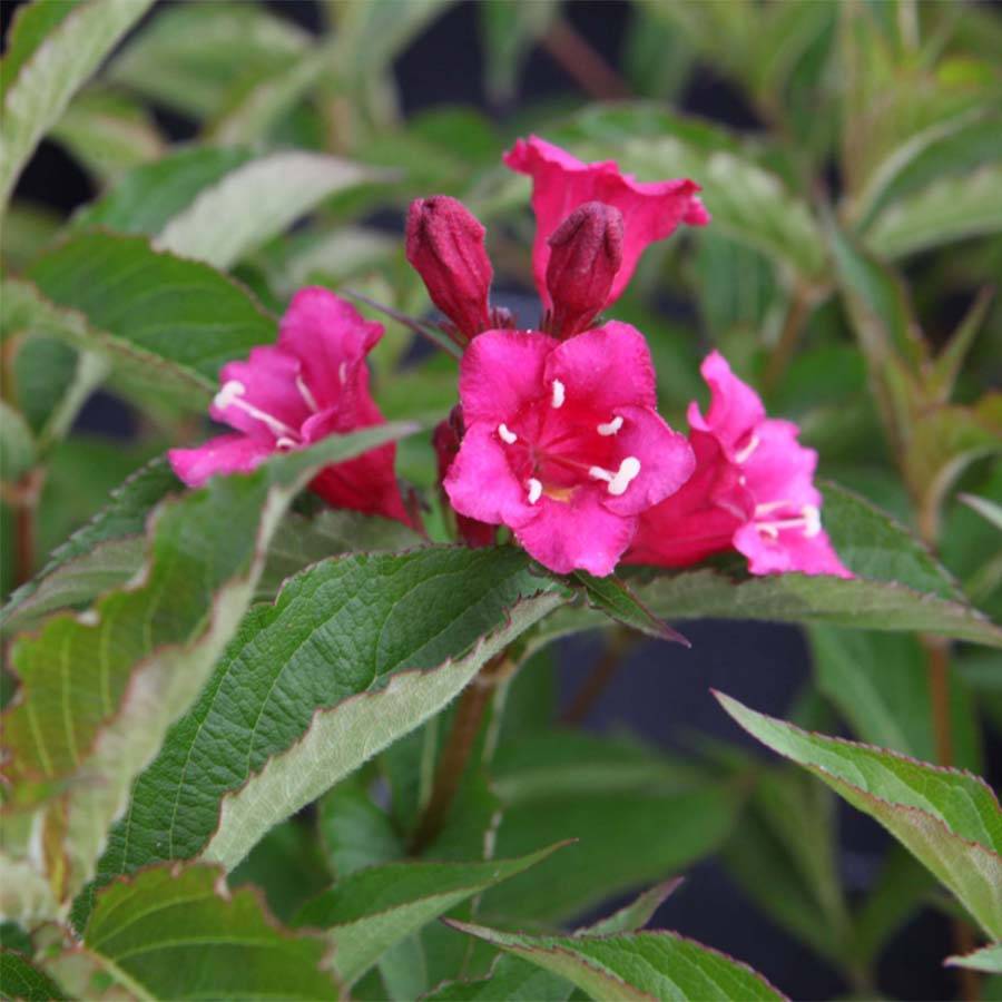 Weigela florida Bristol Ruby Pot de 2L/3L - Image 1