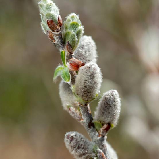 Saule tomenteux - Salix candida Iceberg Alley Pot de 3L/4L