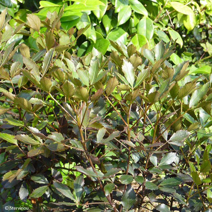 Pseudopanax lessonii Rangatira Pot de 4L/5L - Image 1