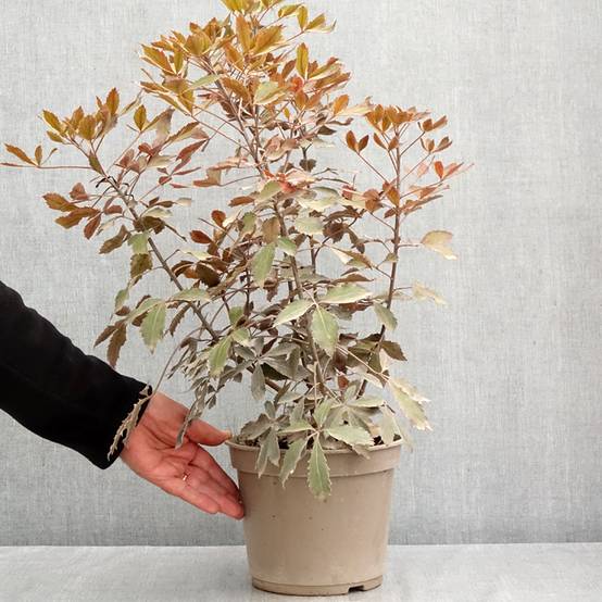Pseudopanax lessonii Rangatira Pot de 4L/5L - Image 2