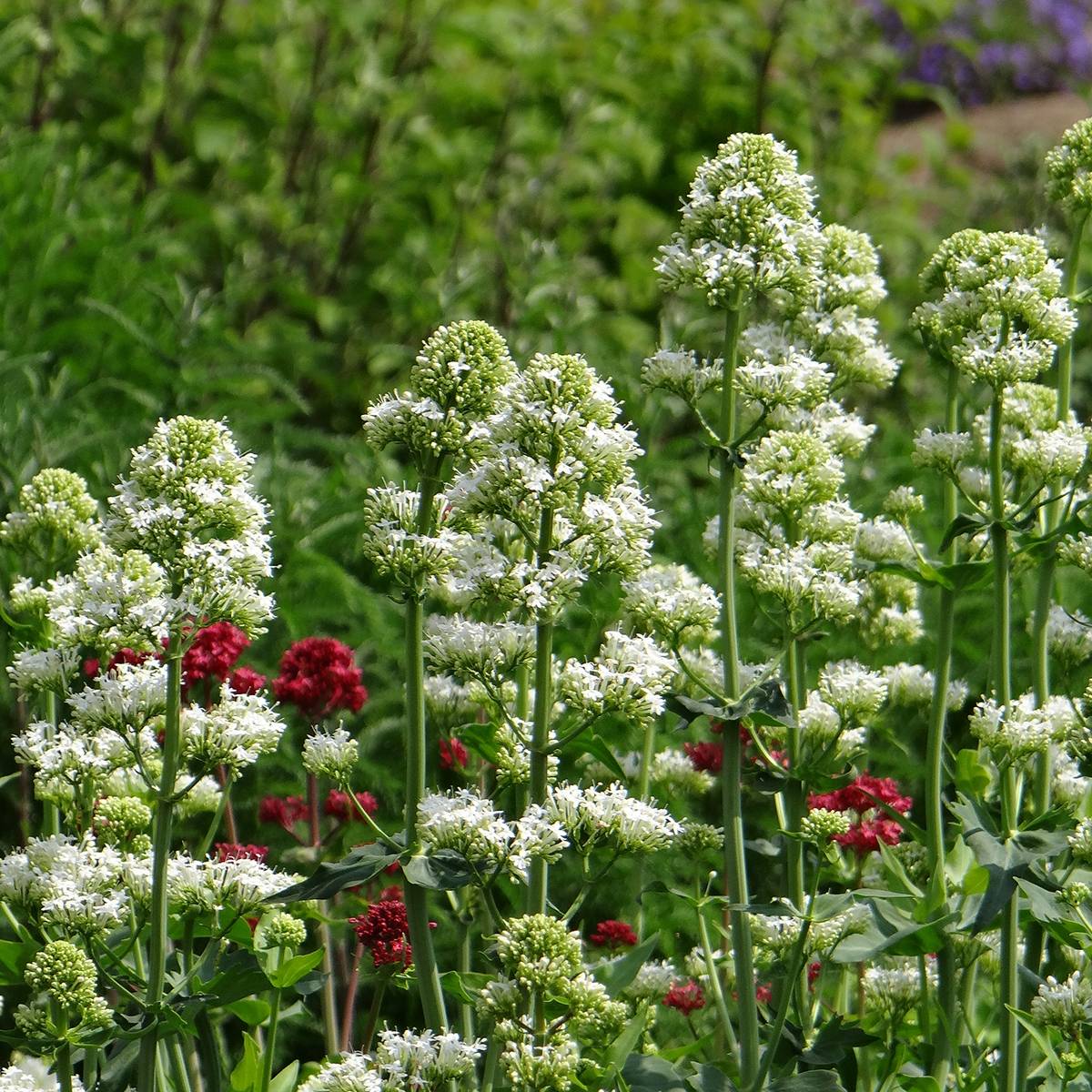 Graines de Valériane des jardins Snowcloud - Centrantus ruber Sachet de 0.5g