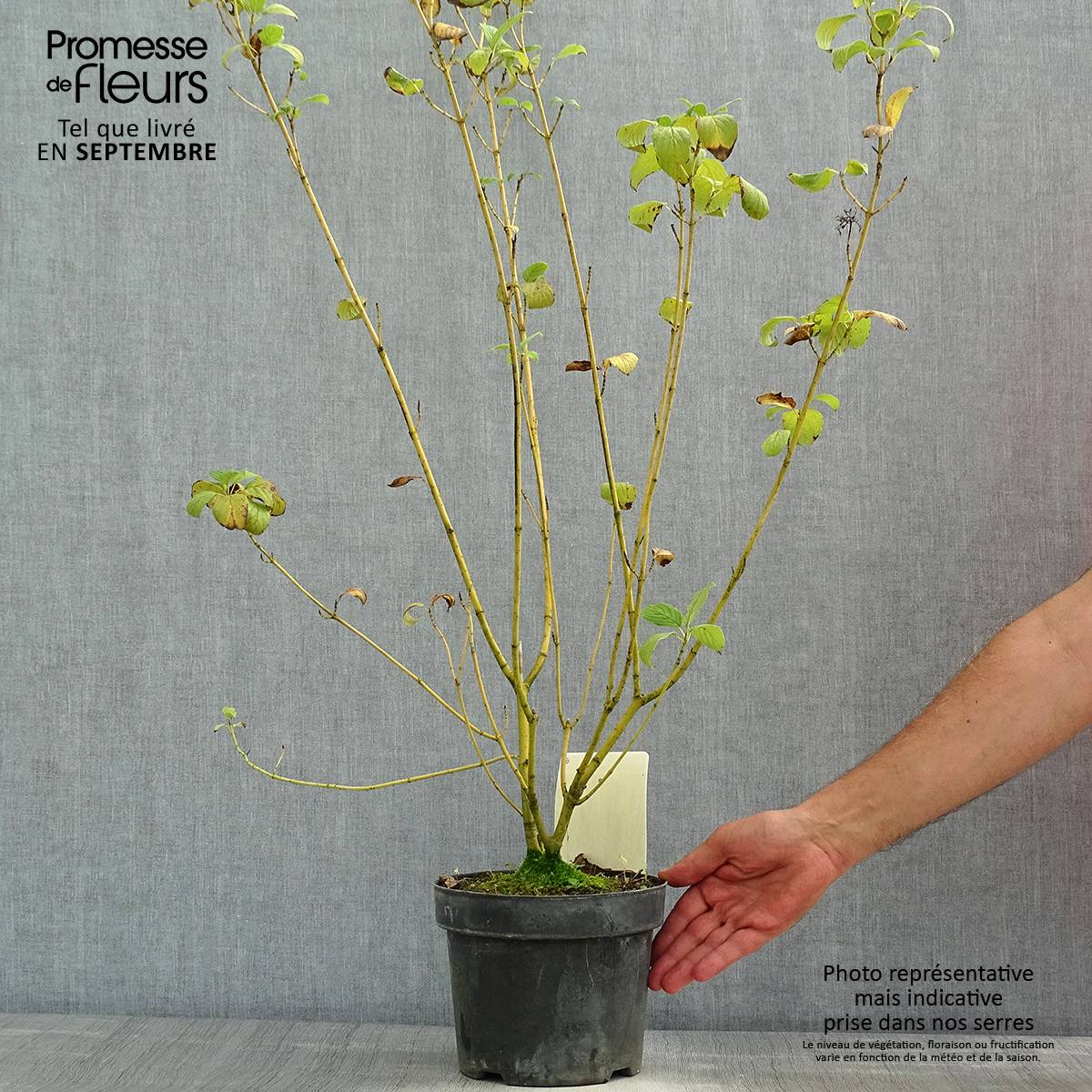 Cornus sericea Budd's Yellow - Cornouiller stolonifère. Pot de 3L/4L - Image 2
