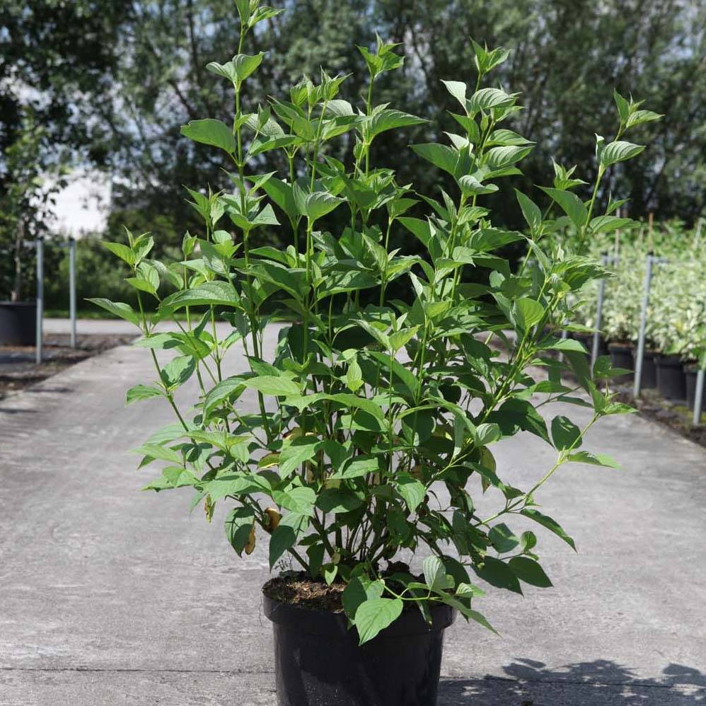 Cornus sericea Budd's Yellow - Cornouiller stolonifère. Pot de 3L/4L - Image 1