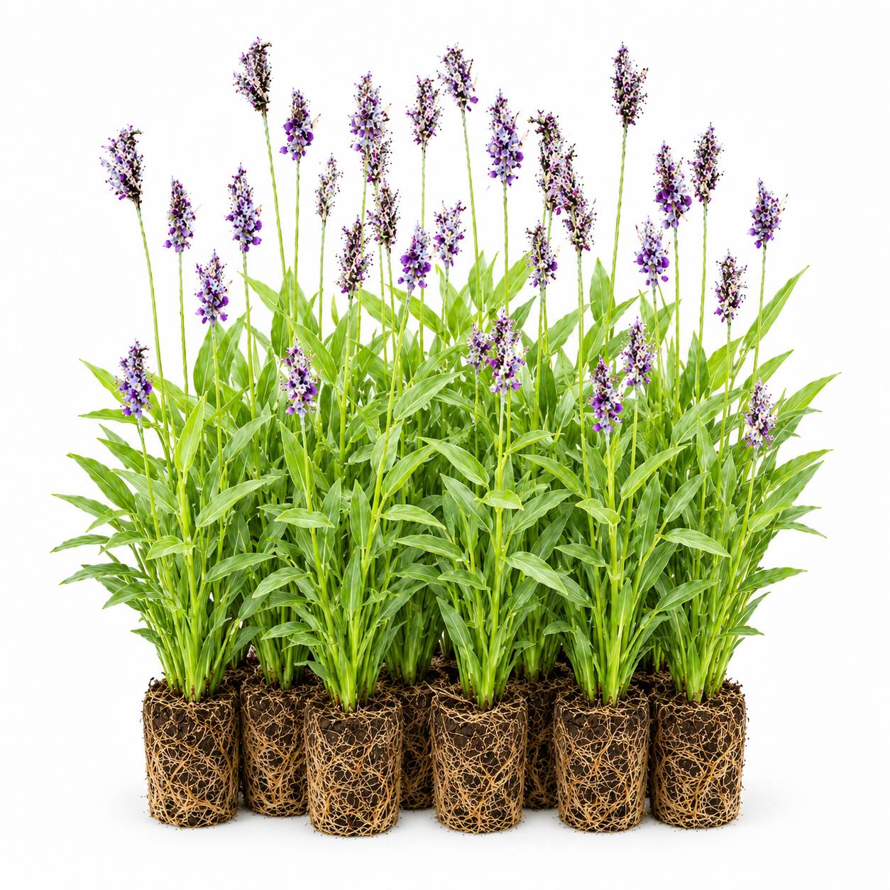 Thalia - Thalia dealbata - 12 plantes - Image 1