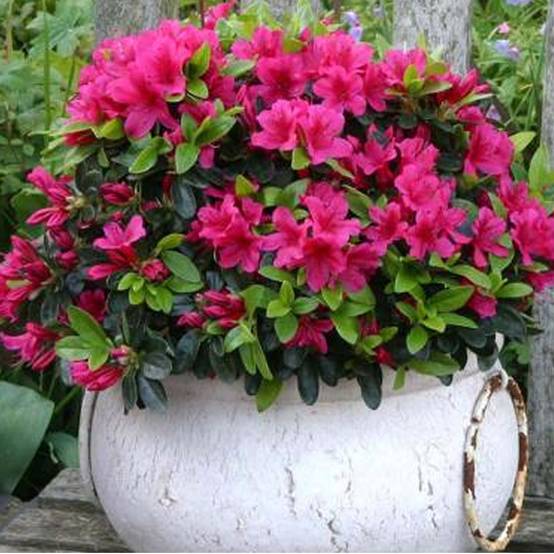 Gardenersdream - Azalée rose (1 pièce) - plante arbuste rhododendron japonais - azalee du Japon persistante robuste - GardenersDream - Imagen 1