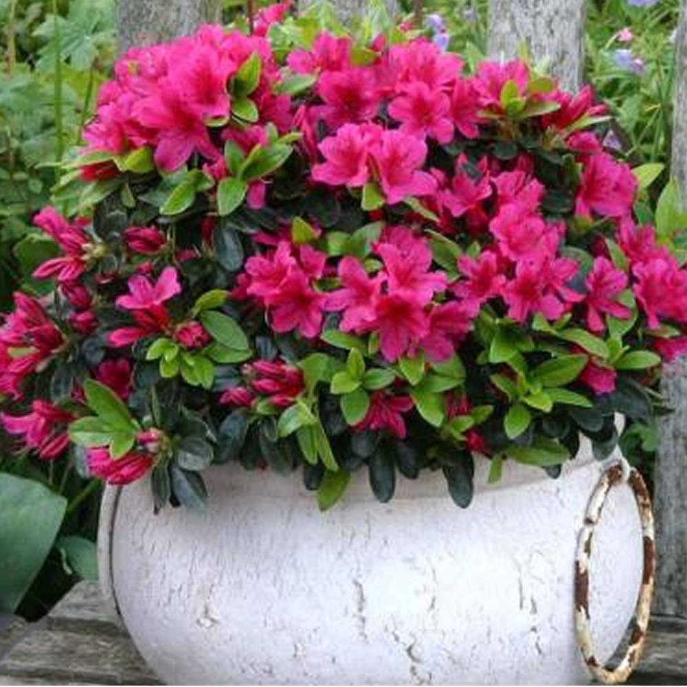 Gardenersdream - Azalée rose (1 pièce) - plante arbuste rhododendron japonais - azalee du Japon persistante robuste - GardenersDream - Imagen 1