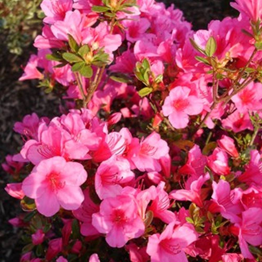 Gardenersdream - Azalée rose (1 pièce) - plante arbuste rhododendron japonais - azalee du Japon persistante robuste - GardenersDream - Imagen 2