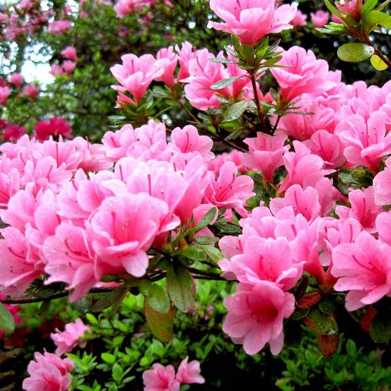 Gardenersdream - Azalée rose (1 pièce) - plante arbuste rhododendron japonais - azalee du Japon persistante robuste - GardenersDream - Imagen 3