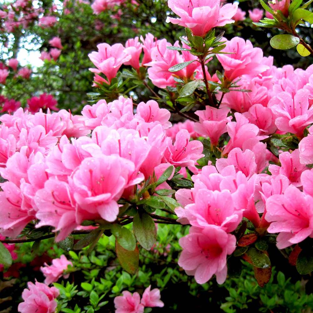 Gardenersdream - Azalée rose (1 pièce) - plante arbuste rhododendron japonais - azalee du Japon persistante robuste - GardenersDream - Imagen 3