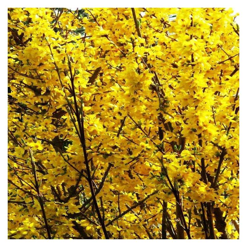 Forsythia Marée d'Or® 'Courtasol', Mimosa de Paris à fleurs Jaune - feuillage Caduc - Pot de 3L - 20/40 cm-  hauteur à maturité De 0,50 m à 1,00 m - Image 6