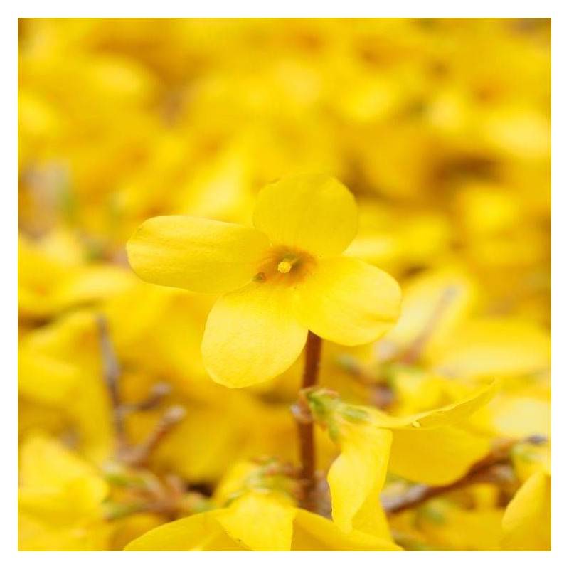 Forsythia Marée d'Or® 'Courtasol', Mimosa de Paris à fleurs Jaune - feuillage Caduc - Pot de 3L - 20/40 cm-  hauteur à maturité De 0,50 m à 1,00 m - Image 5