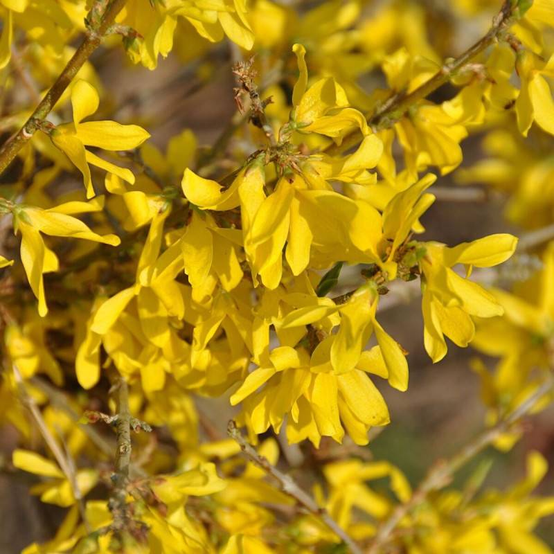 Forsythia Marée d'Or® 'Courtasol', Mimosa de Paris à fleurs Jaune - feuillage Caduc - Pot de 3L - 20/40 cm-  hauteur à maturité De 0,50 m à 1,00 m - Image 1