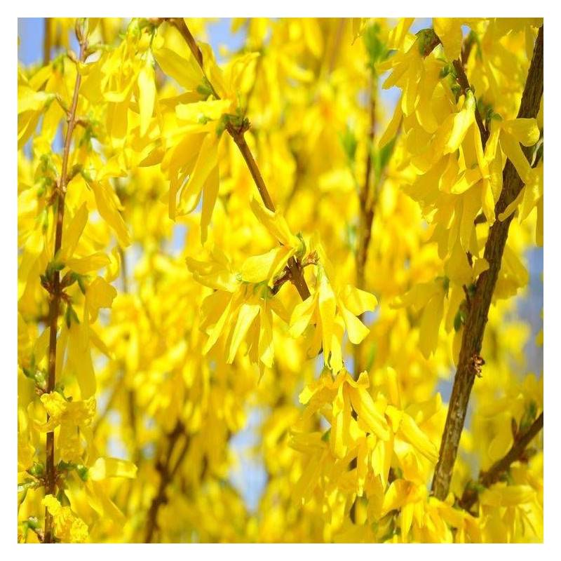 Forsythia Marée d'Or® 'Courtasol', Mimosa de Paris à fleurs Jaune - feuillage Caduc - Pot de 3L - 20/40 cm-  hauteur à maturité De 0,50 m à 1,00 m - Image 9