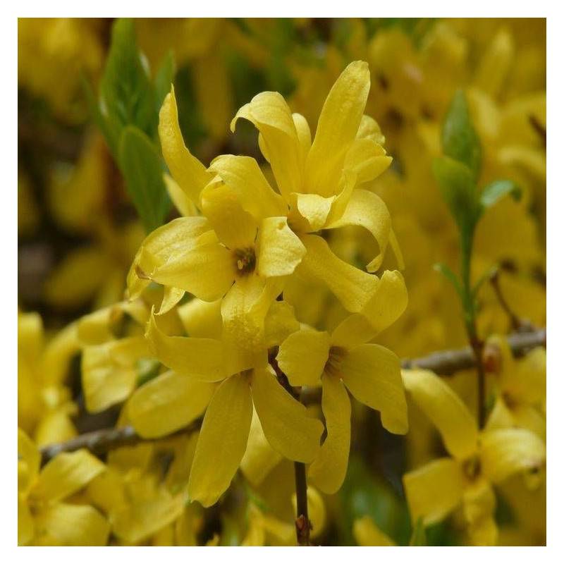 Forsythia Marée d'Or® 'Courtasol', Mimosa de Paris à fleurs Jaune - feuillage Caduc - Pot de 3L - 20/40 cm-  hauteur à maturité De 0,50 m à 1,00 m - Image 7
