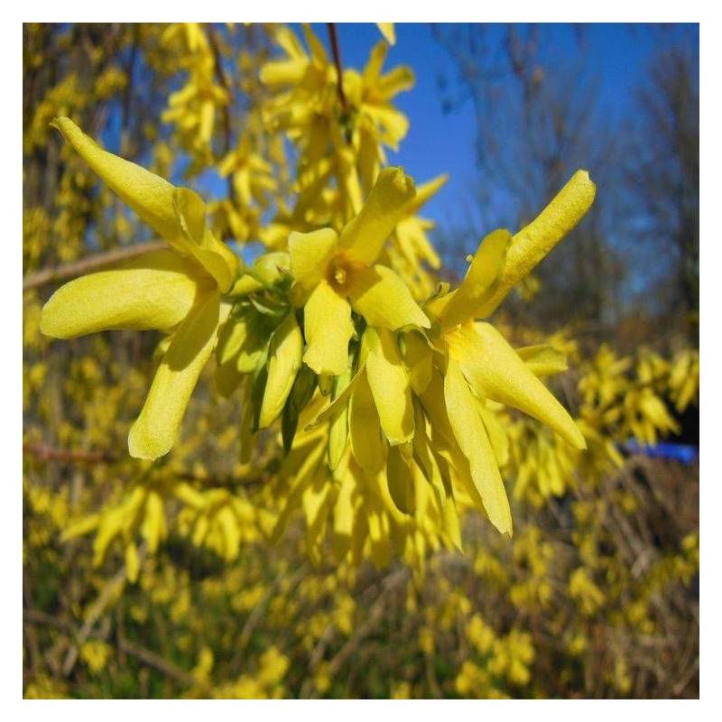 Forsythia Marée d'Or® 'Courtasol', Mimosa de Paris à fleurs Jaune - feuillage Caduc - Pot de 3L - 20/40 cm-  hauteur à maturité De 0,50 m à 1,00 m - Image 8