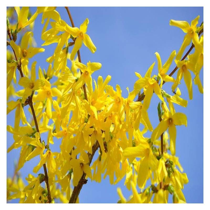 Forsythia Marée d'Or® 'Courtasol', Mimosa de Paris à fleurs Jaune - feuillage Caduc - Pot de 3L - 20/40 cm-  hauteur à maturité De 0,50 m à 1,00 m - Image 10