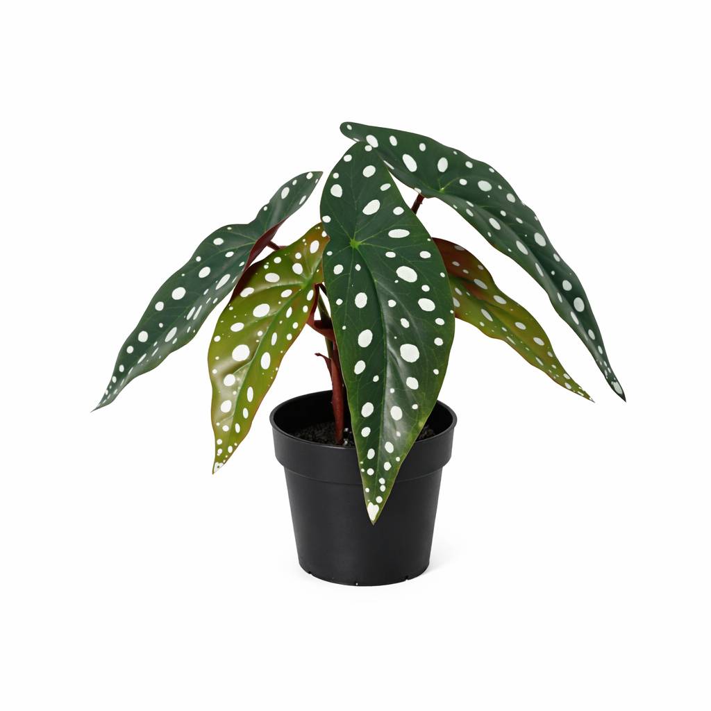 PANGIVO - Bégonia artificiel plastique vert 15 x 15 x 24 cm - PANGIVO