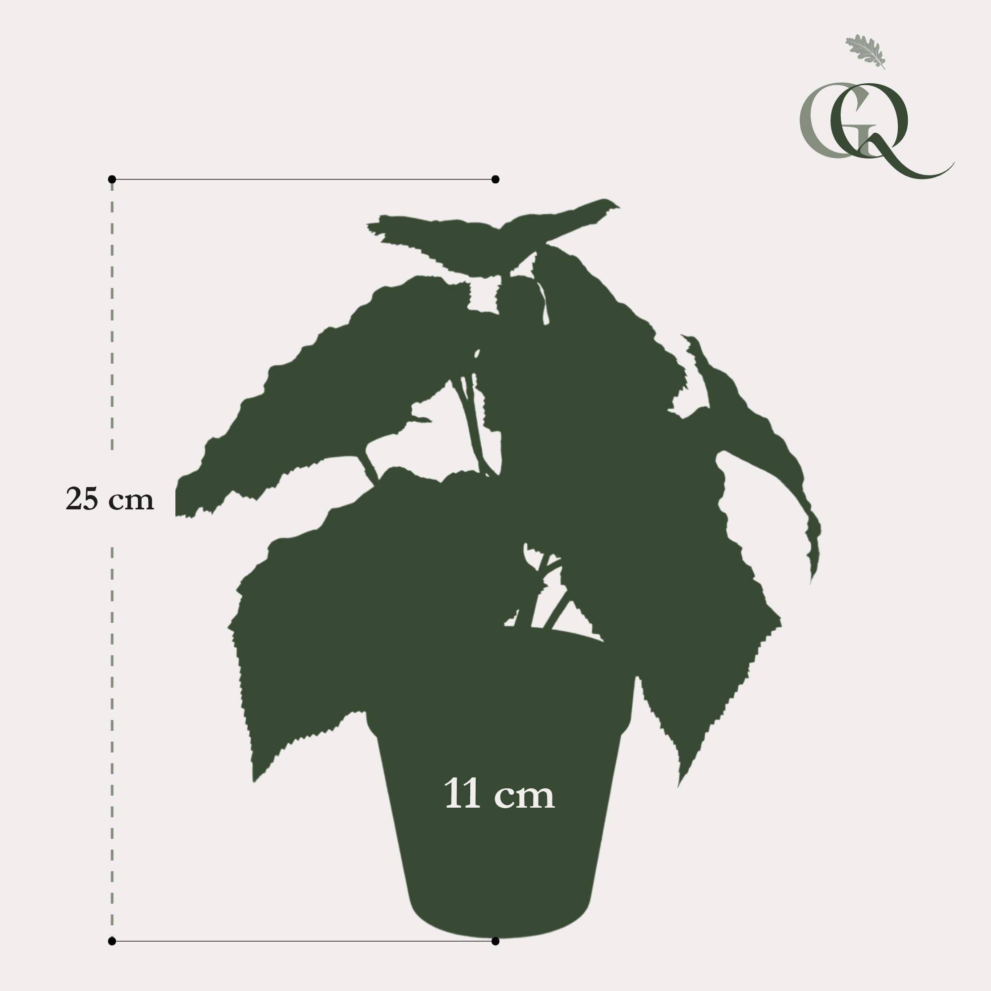 La Green Touch - Begonia Rex plante artificielle - h25cm, Ø11cm- La Green Touch - Imagen 4