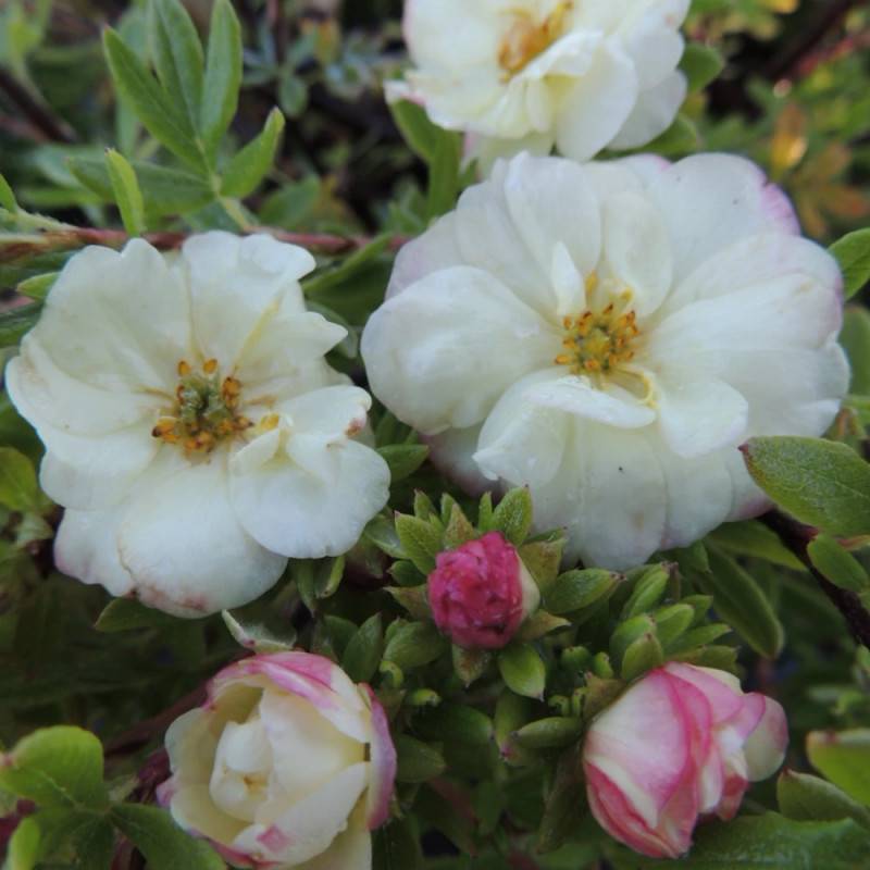 Potentille arbustive Double Punch® Cream 'MINCRERO01', Potentilla à fleurs Rose - feuillage Caduc - Pot de 1,5L - Tuteur bambou 30/60 cm-  hauteur à m - Imagen 6