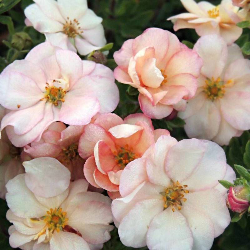 Potentille arbustive Double Punch® Cream 'MINCRERO01', Potentilla à fleurs Rose - feuillage Caduc - Pot de 1,5L - Tuteur bambou 30/60 cm-  hauteur à m - Imagen 2