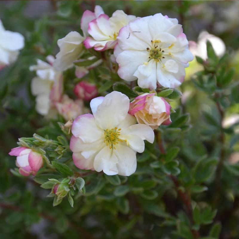 Potentille arbustive Double Punch® Cream 'MINCRERO01', Potentilla à fleurs Rose - feuillage Caduc - Pot de 1,5L - Tuteur bambou 30/60 cm-  hauteur à m - Imagen 4