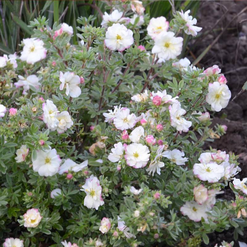 Potentille arbustive Double Punch® Cream 'MINCRERO01', Potentilla à fleurs Rose - feuillage Caduc - Pot de 1,5L - Tuteur bambou 30/60 cm-  hauteur à m - Imagen 5