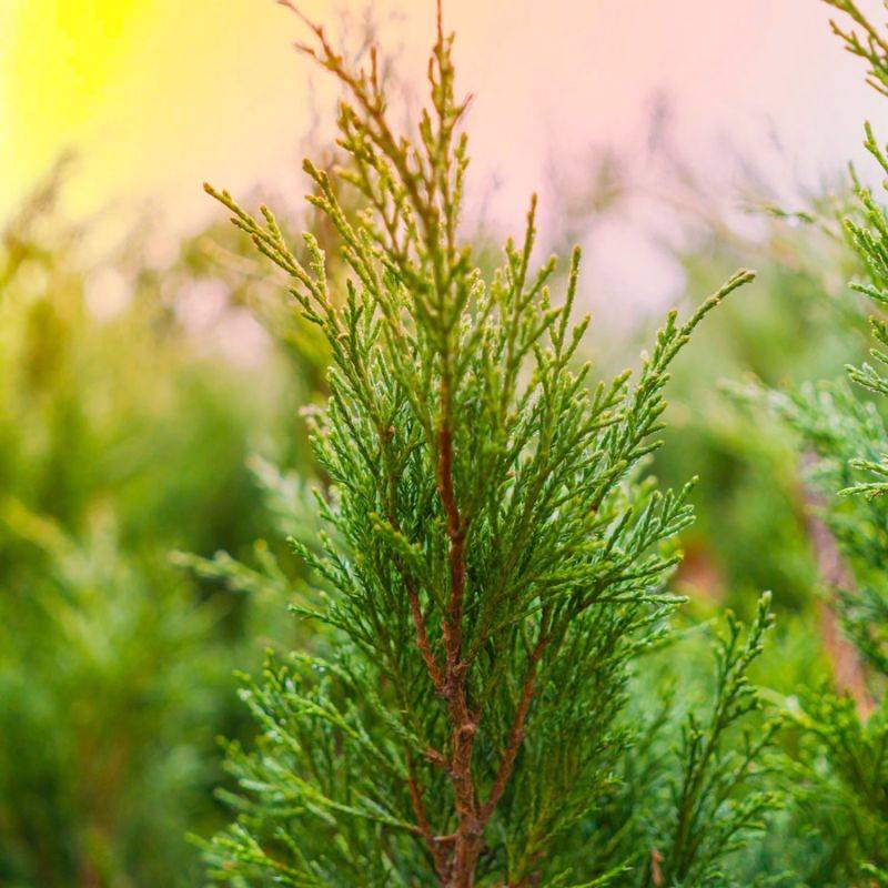 Genévrier 'Skyrocket' (Juniperus scopulorum 'Skyrocket') - Godet - Taille 13/25cm - Pépinières Naudet