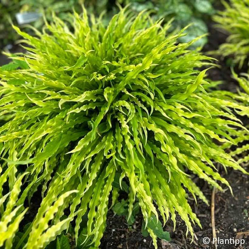 Promesse de Fleurs - Hosta Party Streamers Pot de 1,5L/2L