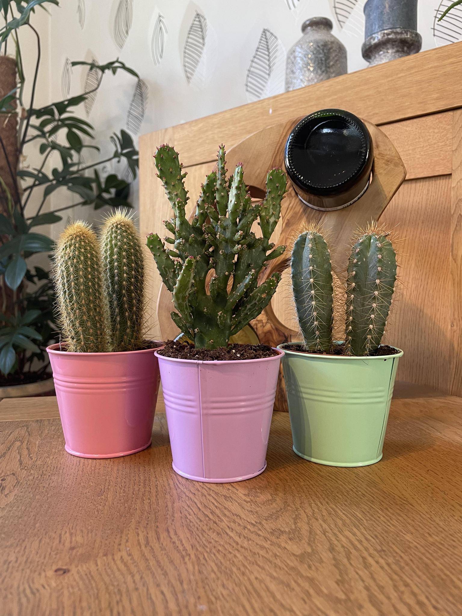 La Green Touch - Mix de 3 Cactus en Pots Colorés- La Green Touch - Image 2